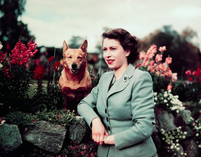 королева и собаки